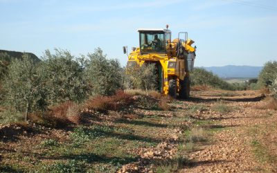 El olivar andaluz, una plataforma agroexportadora al servicio del capital global