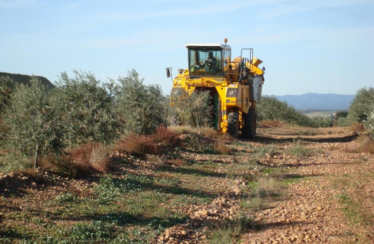 El olivar andaluz, una plataforma agroexportadora al servicio del capital global