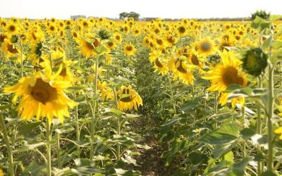 Disminuye el cultivo de Girasol en AndalucÃa