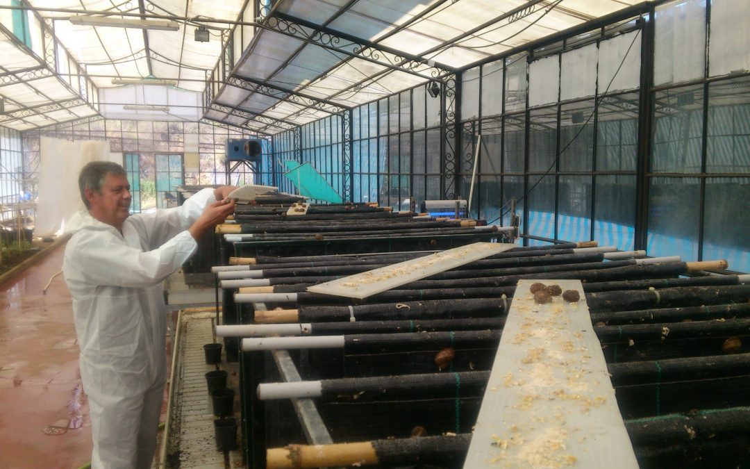 La Junta regula el cultivo del caracol