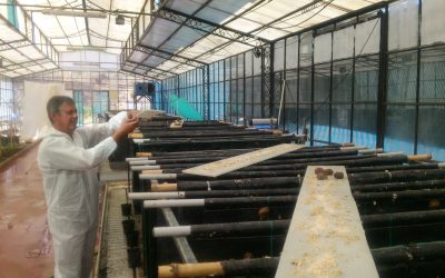 La Junta regula el cultivo del caracol