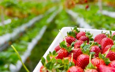 La cooperativa de segundo grado Agro-Onuba cambia su denominación a Surcoop