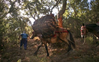 La economía del corcho en Los Alcornocales