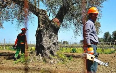 Las organizaciones agrarias exigen indemnizaciones por el ‘ébola del olivo’