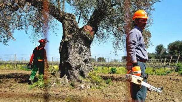 Las organizaciones agrarias exigen indemnizaciones por el ‘ébola del olivo’
