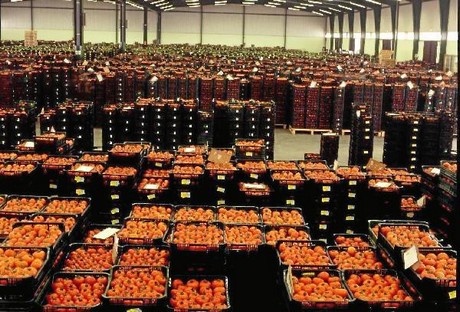 Elecciones en la mayor cooperativa de tomates de Europa