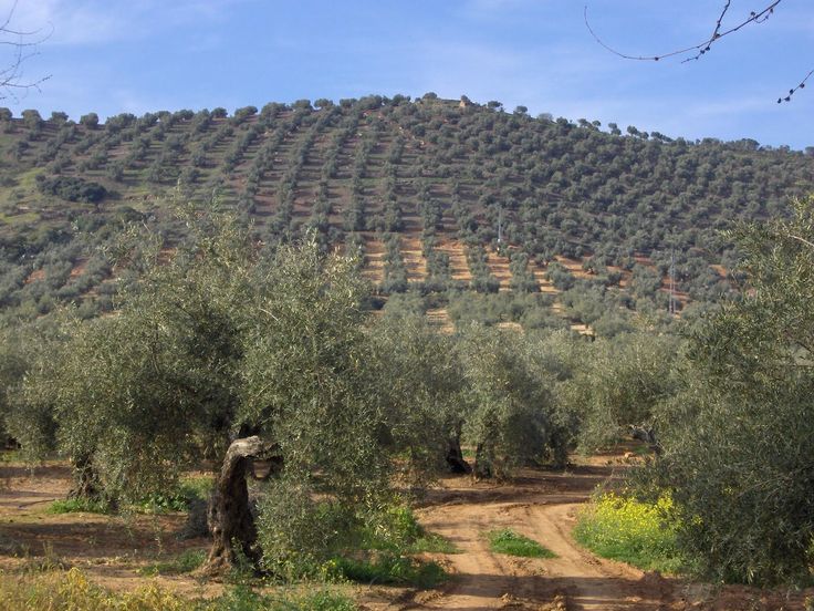 La producción de aceite de oliva disminuirá en la próxima campaña