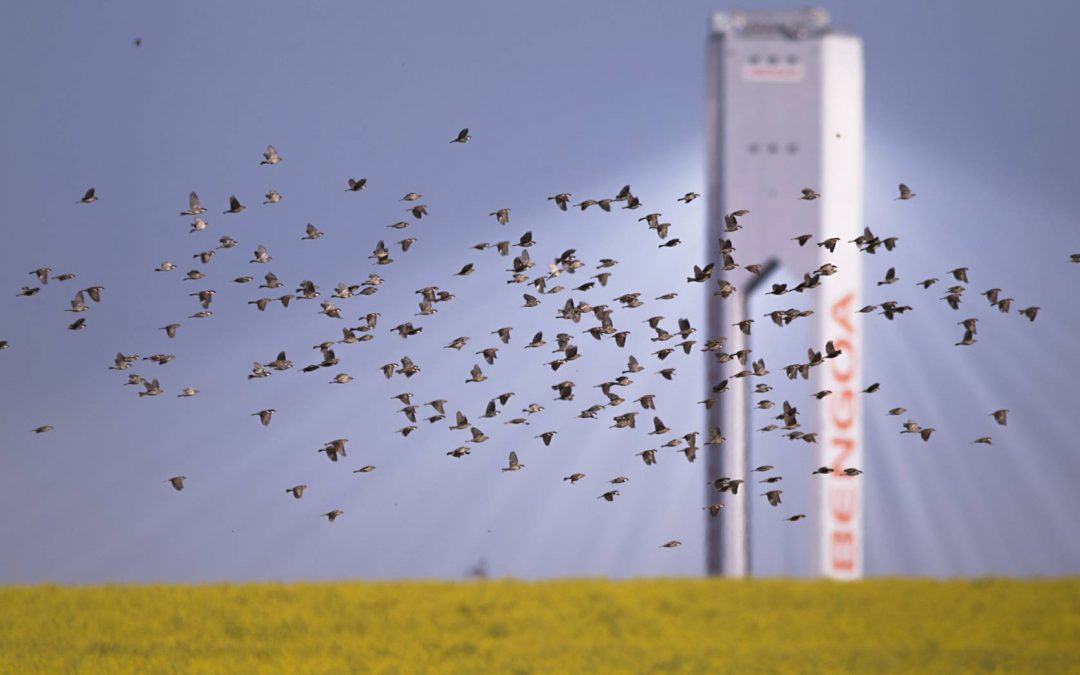 Felipe Benjumea y varios ex consejeros de Abengoa se sientan hoy en el baquillo de la Audiencia Nacional