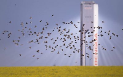 Felipe Benjumea y varios ex consejeros de Abengoa se sientan hoy en el baquillo de la Audiencia Nacional