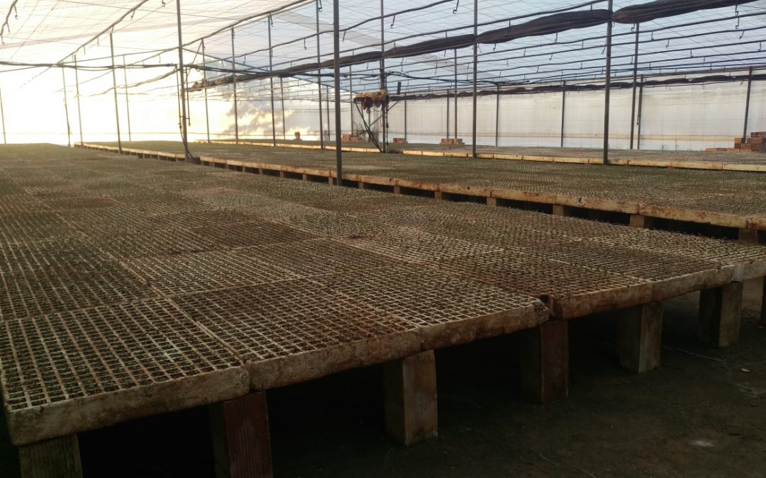 La Cooperativa de Marinaleda creará más empleo con el cultivo de brócoli