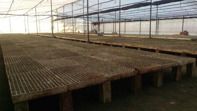 La Cooperativa de Marinaleda creará más empleo con el cultivo de brócoli