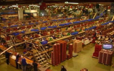 Denuncian barbaridades en las condiciones laborales de las envasadoras  en Almería