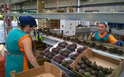 La sociedad agraria de transformación malagueña TROPS invierte en el Algarve