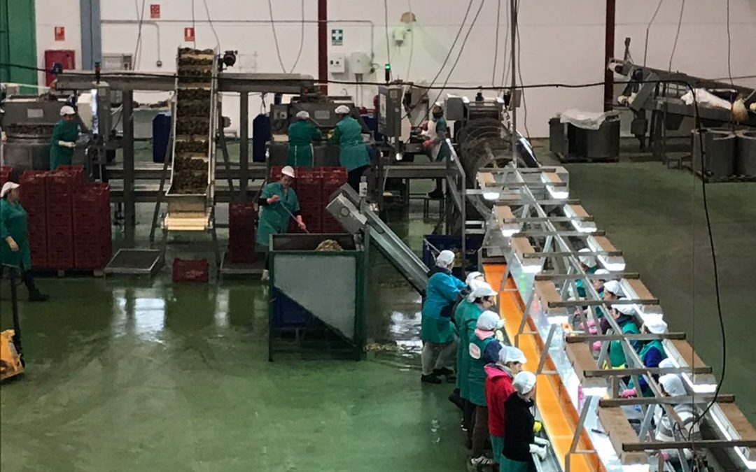 Comienza la campaña de alcachofa en la Cooperativa de Marinaleda