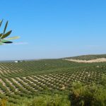 Olivos-y-aceitunas-en-Jaén1-1024×442