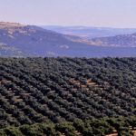 Foto-olivar-2-nfh1gkaxpnjejex7oagch0elht3ww151i597wktfaw