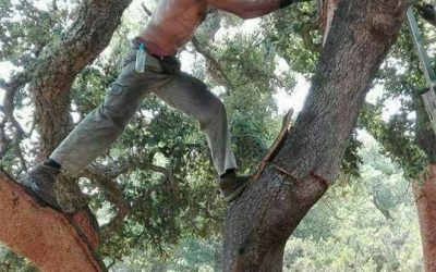 La pelea ambiental de los corcheros y arrieros andaluces