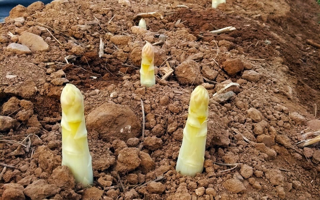 El oro blanco de Navarra, que custodian las manos andaluzas