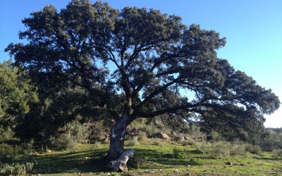 Paisaje íntimo de la sierra: a propósito de un incendio forestal