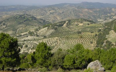 El cooperativismo agrario andaluz: la inversa de la Economía social transformadora