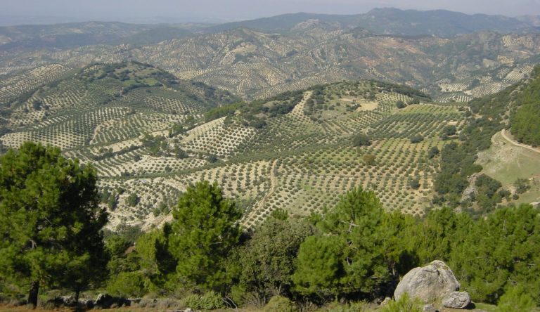 El cooperativismo agrario andaluz: la inversa de la Economía social transformadora