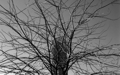 El árbol no deja ver la torre. Sevilla