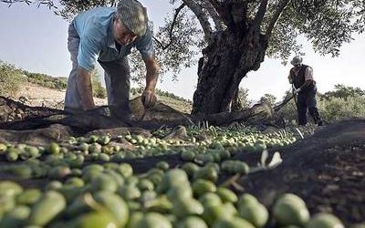 Una solución al olivar, la producción comunitaria