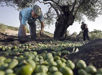 Una solución al olivar, la producción comunitaria