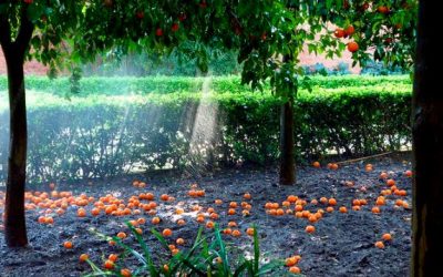 No huele a primavera en Andalucía