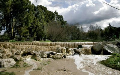 Recuperar la ictiofauna del río Guadaíra