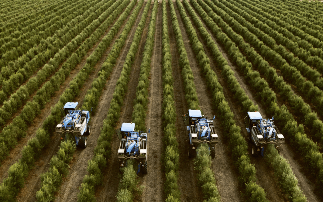 Nuestra economía: la financiarización del campo andaluz