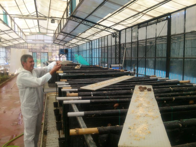 La Junta regula el cultivo del caracol