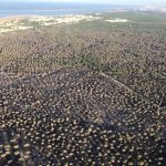 vista-aerea-incendio-donana-U211185990471IF–620×349@abc