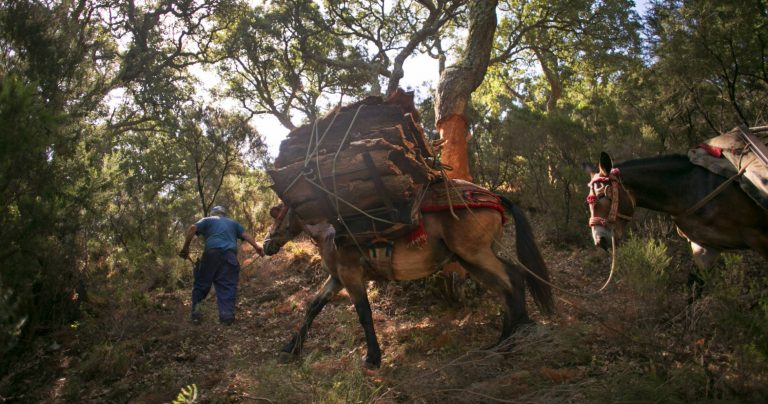 La economía del corcho en Los Alcornocales