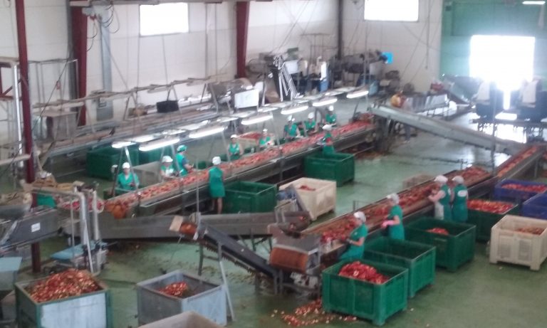 Comienza la campaña del pimiento en la cooperativa de Marinaleda