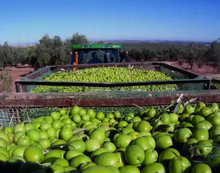 La industria de la aceituna de mesa no cumple con la Ley de la Cadena Alimentaria