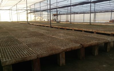 La Cooperativa de Marinaleda creará más empleo con el cultivo de brócoli