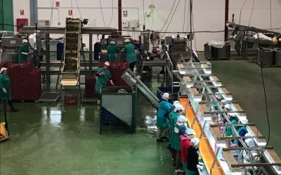 Comienza la campaña de alcachofa en la Cooperativa de Marinaleda
