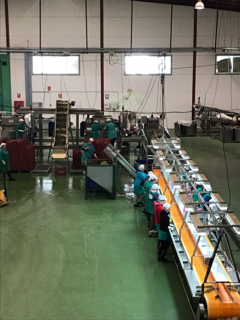 Comienza la campaña de alcachofa en la Cooperativa de Marinaleda