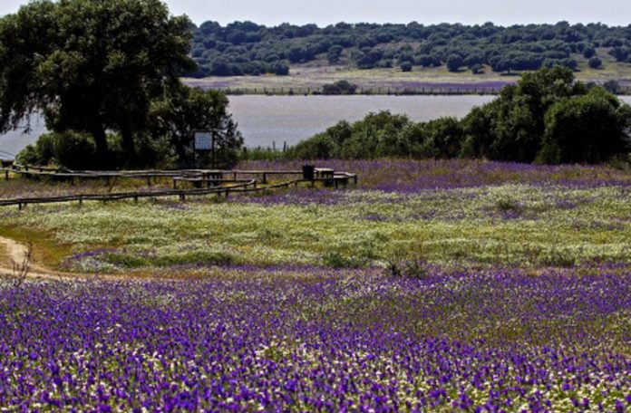 DOÑANA
