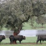 15Toros de Zalduendo_campo