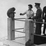Isabel-II-visita-Penon-Gibraltar_1654345455_151571805_667x375
