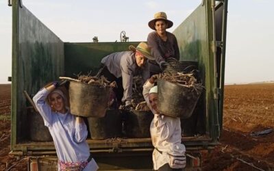 Los proyectos que nacen de la tierra: las cooperativas de Marinaleda y La Zarza