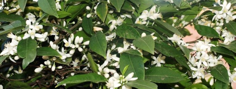 Andalucía: tras el 28 F ya huele a Primavera